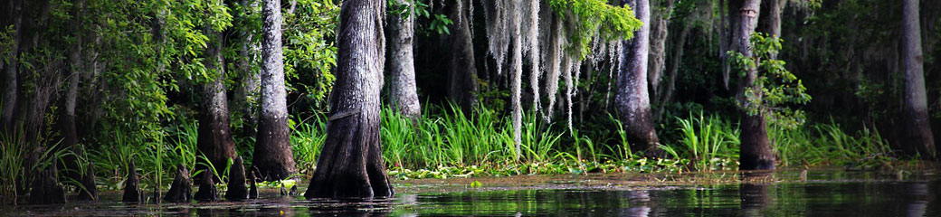 “She disappeared among the reeds and willows."